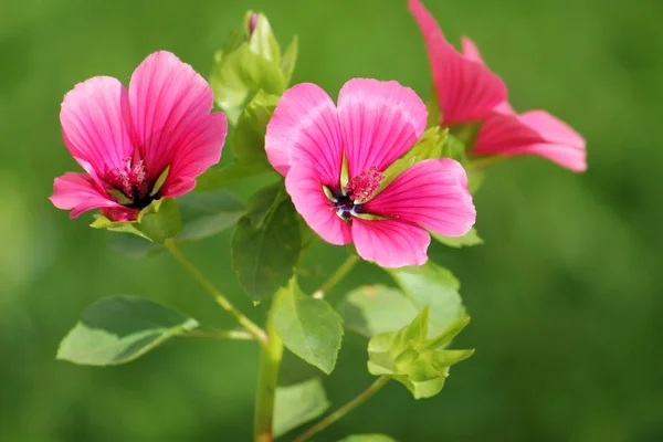 Lavatera or rose mallow pink flowers in garden — Stock Photo, Image