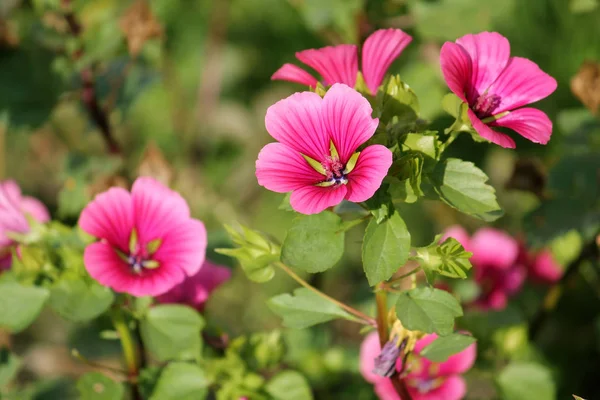 Lavatera o rosa malva flores rosadas en el jardín —  Fotos de Stock