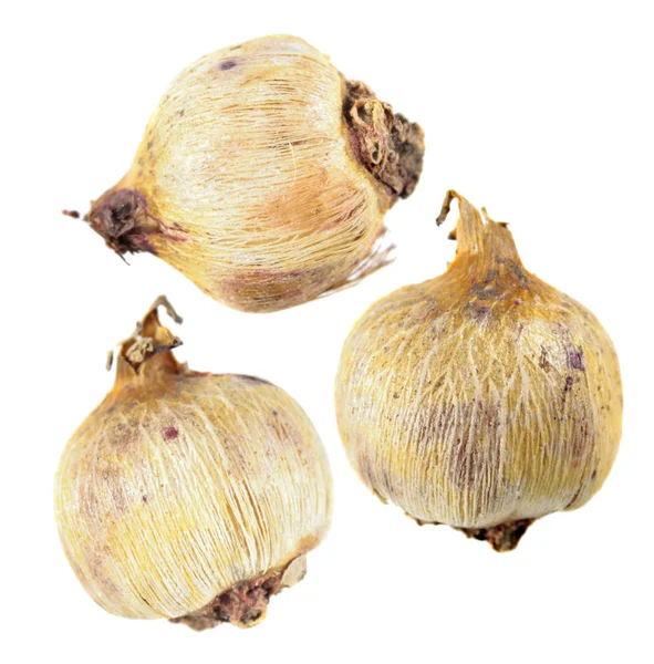 Beyaz arka plan üzerinde izole yumru fişek çiçek (Dichelostemma Ida-maia). Kestane fişeği çiçek soğanı