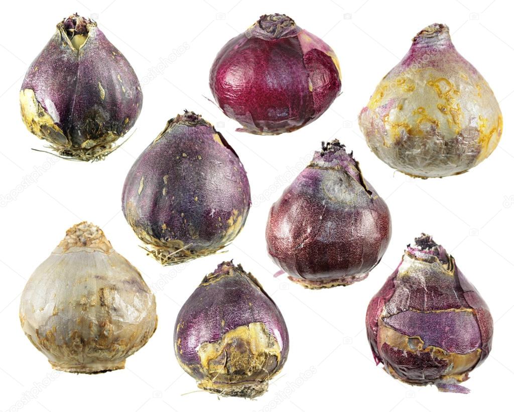 Set of different bulbs of hyacinth isolated on white background
