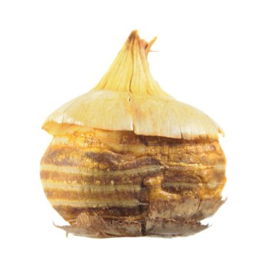 Beyaz arka plan üzerinde izole kar Çiğdem (Crocus chrysanthus) soğanların