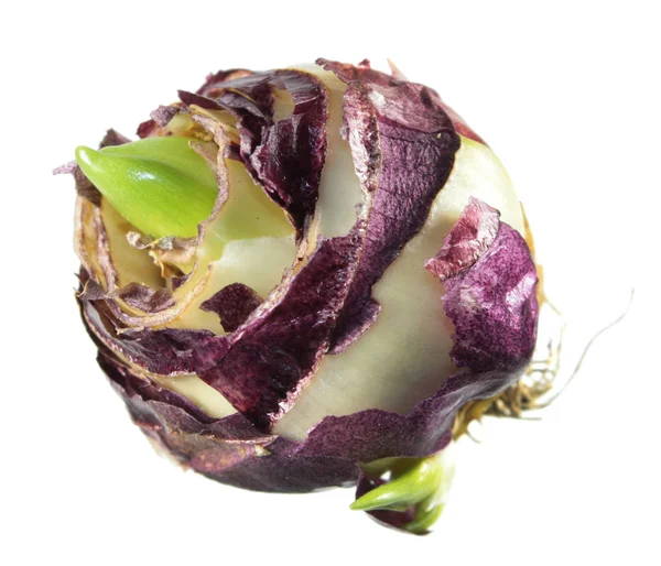 Sprouted hyacinth bulb isolated on white background — Stock Photo, Image
