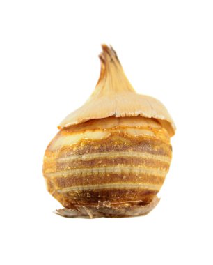 Beyaz arka plan üzerinde izole kar Çiğdem (Crocus chrysanthus) soğanların