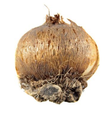 Beyaz arka plan üzerinde izole soğanların Bahar Crocus veya dev Çiğdem (Crocus vernus)