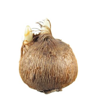 Beyaz arka plan üzerinde izole Sieber'ın Çiğdem (Crocus sieberi) Filiz soğanların