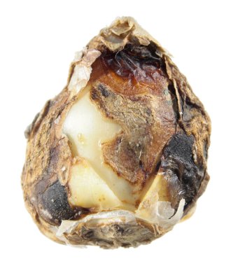 Beyaz arka plan üzerinde izole mantar hastalığı ile enfekte Bahçe çiçek ampul