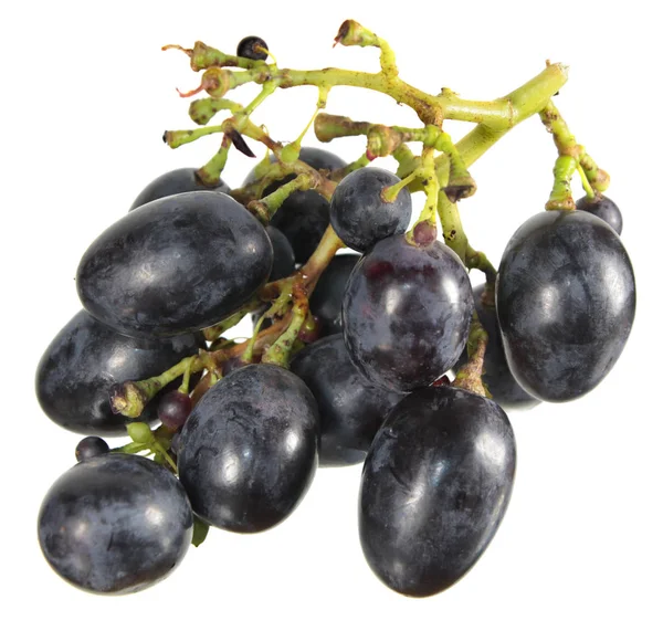Букет темно-синього винограду ізольований на білому тлі. Виноград, вирощений без використання пестицидів та інших хімічних речовин — стокове фото