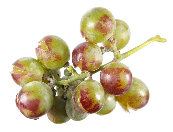Druiven geteeld zonder gebruik van pesticiden en andere chemicaliën. Tros druiven met schimmelziekten geïsoleerd op witte achtergrond — Stockfoto