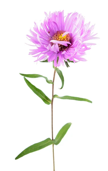 Розовый цветок aster изолирован на белом фоне — стоковое фото