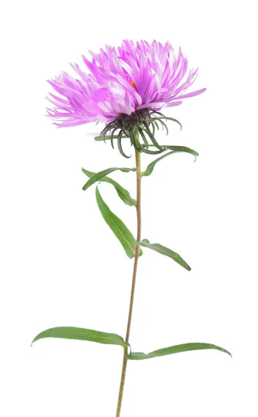 Rosa aster blomma isolerad på vit bakgrund — Stockfoto