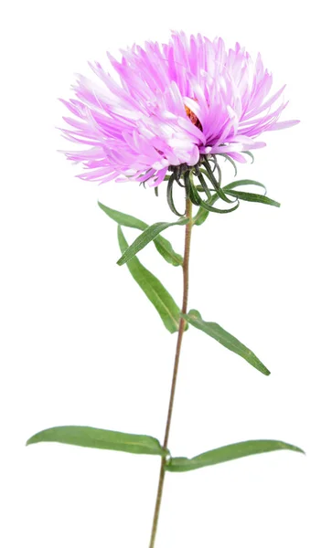 Rosa aster blomma isolerad på vit bakgrund — Stockfoto
