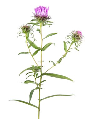 Beyaz arka plan üzerinde izole pembe aster çiçek