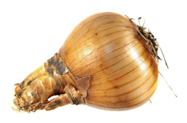 Beyaz arka plan üzerinde izole nergis ampul