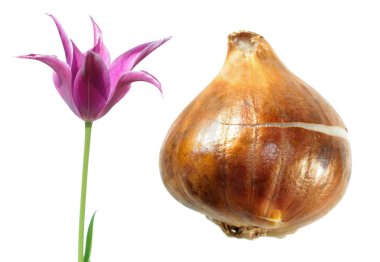 Mor Lily çiçekli tulip tulip ampul beyaz arka plan üzerinde izole ile