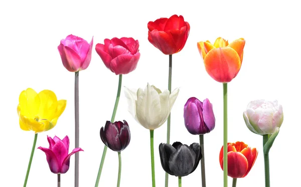 Sada různých barevných tulipánů izolovaných na bílém pozadí. Různé barvy tulipánu květin — Stock fotografie