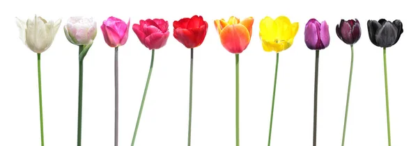Různé barvy tulipánu květin. Paleta barev je příkladem změny barvy tulipánu květin. Sada různých tulipánu květin izolovaných na bílém pozadí — Stock fotografie