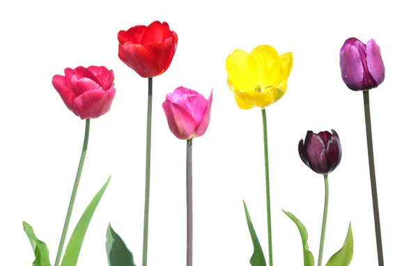 Sada různých barevných tulipánů se zelenými listy izolované na bílém pozadí — Stock fotografie