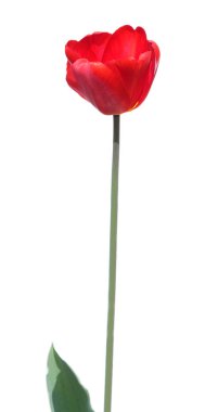 Beyaz arkaplanda kırmızı lale izole edildi