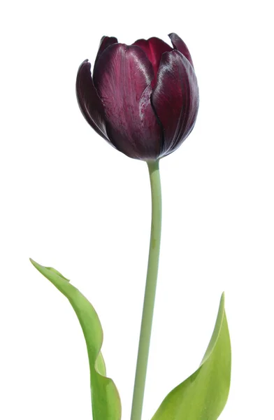 Tmavě vínové Tulipán se zelenými listy izolované na bílém pozadí — Stock fotografie