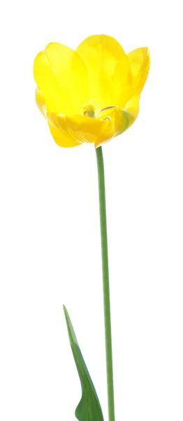 Высокий желтый тюльпан изолирован на белом фоне — стоковое фото