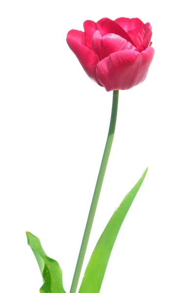 Světle růžový Tulipán se zelenými listy izolované na bílém pozadí — Stock fotografie