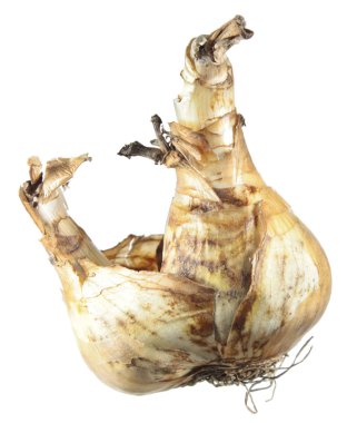 Beyaz arka plan üzerinde izole nergis ampul