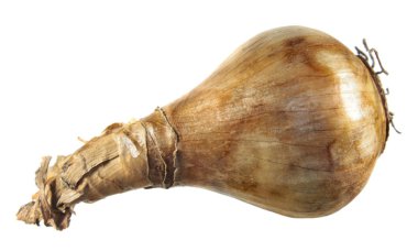 Beyaz arka plan üzerinde izole nergis ampul