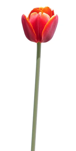 Bunga tulip merah diisolasi pada latar belakang putih — Stok Foto