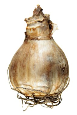 Beyaz arka plan üzerinde izole nergis ampul