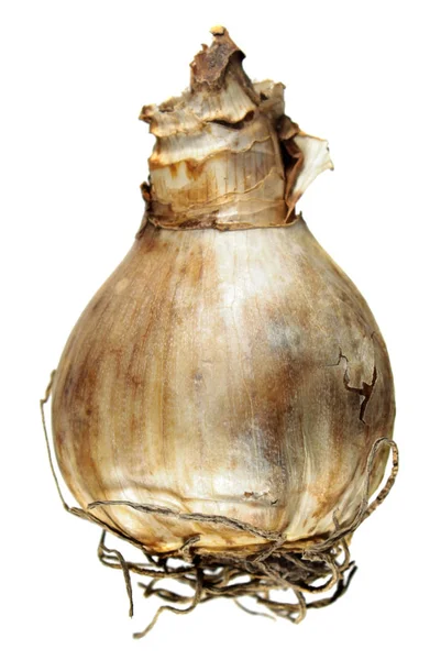 Beyaz arka plan üzerinde izole nergis ampul