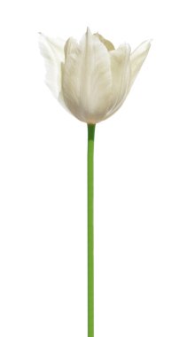 Beyaz arka plan üzerinde izole Beyaz Lale çiçek