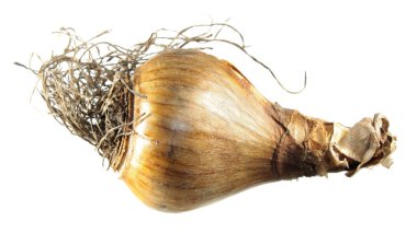 Beyaz arka plan üzerinde izole nergis ampul