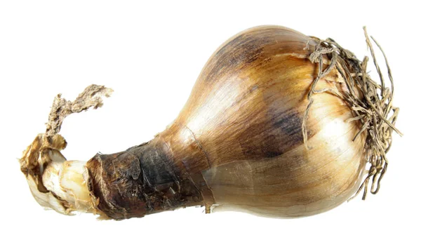 Beyaz arka plan üzerinde izole nergis ampul