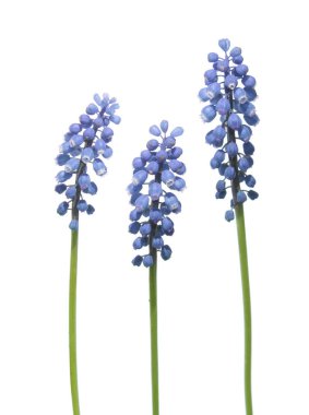 Muscari ya da beyaz arka plan üzerinde izole üzüm sümbül mavi çiçekler
