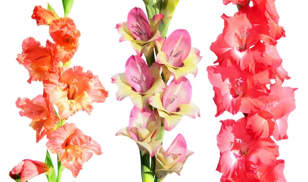 Conjunto de diferentes flores de gladiolo aisladas en blanco —  Fotos de Stock