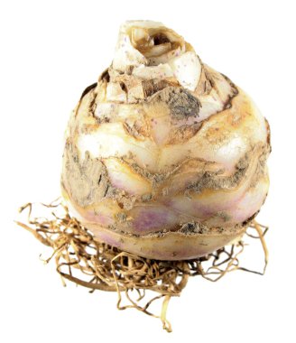 Beyaz arka plan üzerinde izole ampul alacalı ananas lily (Eucomis bicolor)