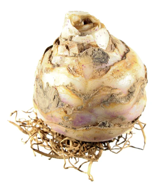 Beyaz arka plan üzerinde izole ampul alacalı ananas lily (Eucomis bicolor)