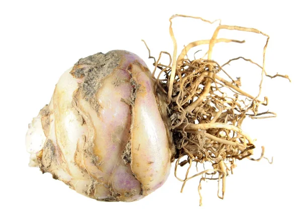 Beyaz arka plan üzerinde izole ampul alacalı ananas lily (Eucomis bicolor)