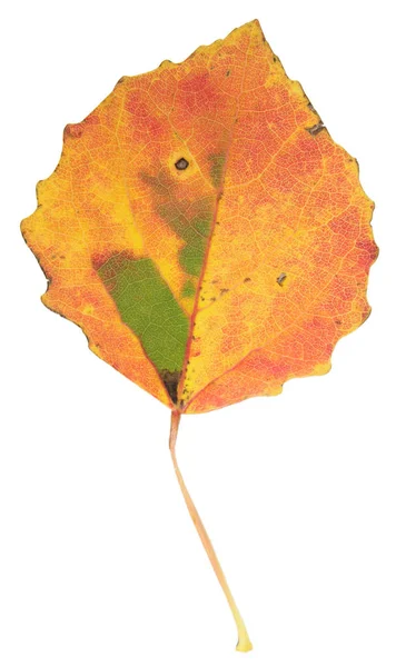 Hoja de álamo amarillo de otoño aislada sobre fondo blanco —  Fotos de Stock