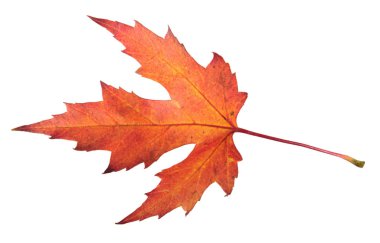 Gümüş akçaağaç veya Acer saccharinum beyaz arka plan üzerinde izole kırmızı sonbahar yaprak