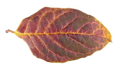Macar leylak veya leylak josikaea beyaz arka plan üzerinde izole kırmızı sonbahar yaprak