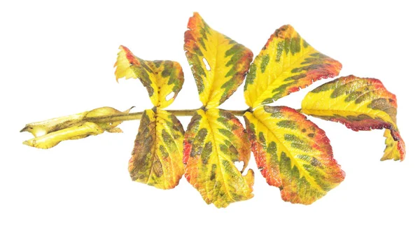 Beyaz arka plan üzerinde izole gül rengarenk sonbahar yaprak — Stok fotoğraf