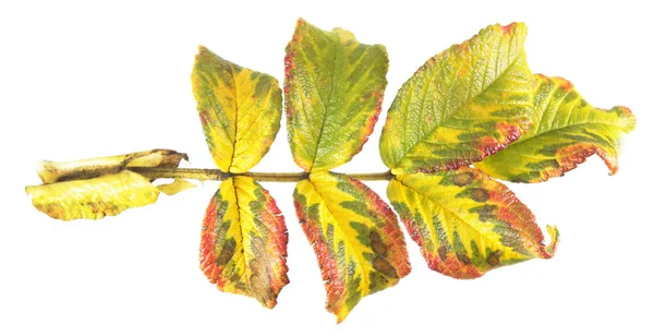 Hoja variada de otoño de rosa aislada sobre fondo blanco — Foto de Stock