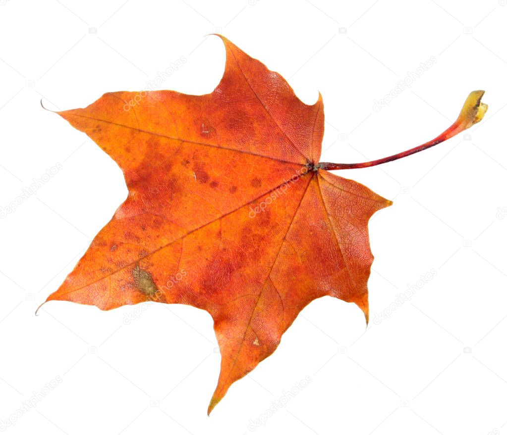 Red autumn leaf of Norway maple or Acer platanoides isolated on white background