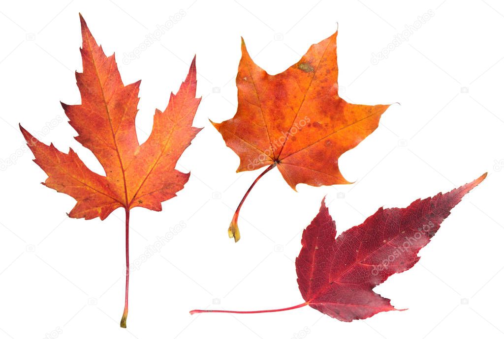 Set of autumn maple leaves isolated on white background