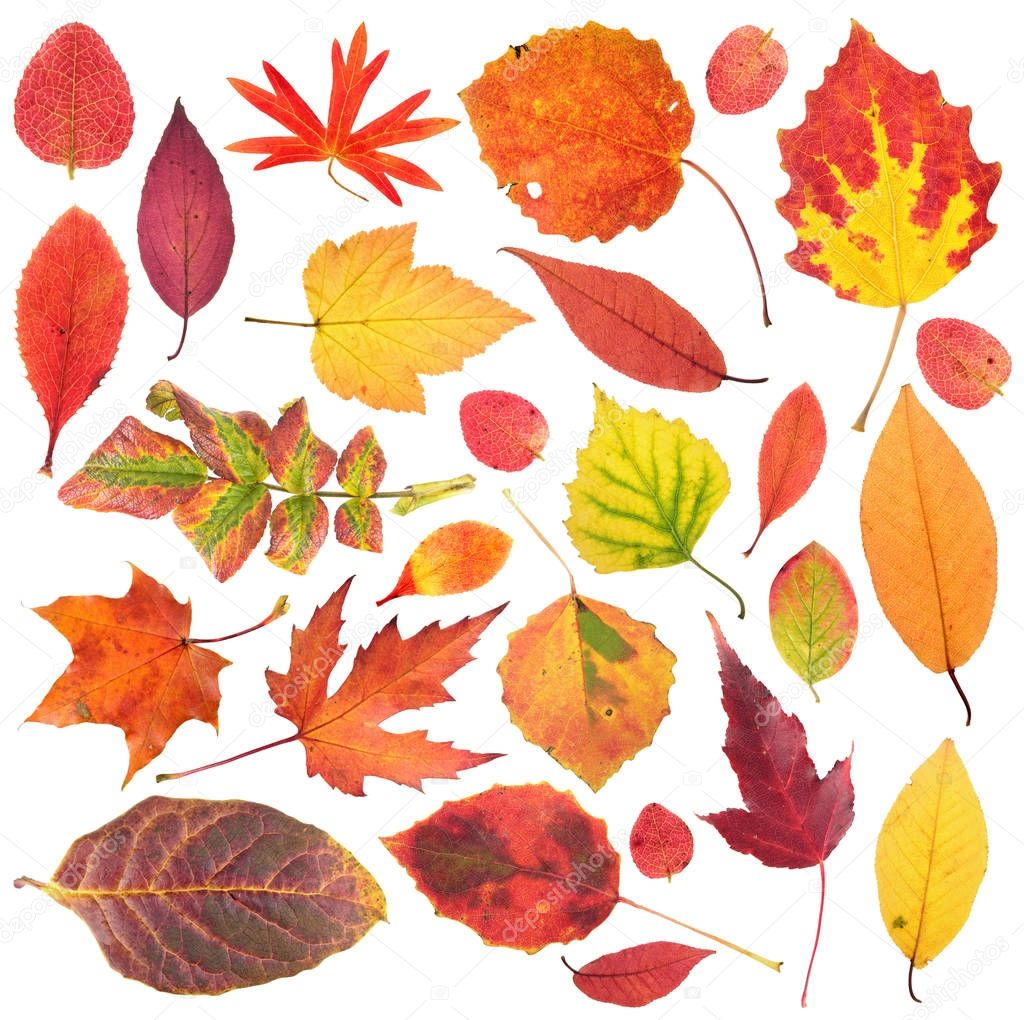 Set of different bright autumn leaves isolated on white background