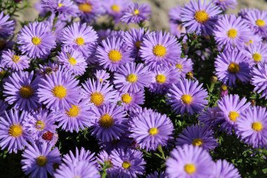 Fleabane veya Erigeron flowerbed üzerinde mavi çiçekli. Papatya parlak sarı merkezleri ve mavi yaprakları ile