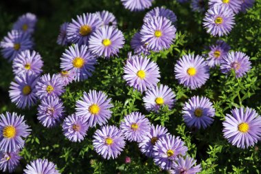 Fleabane veya Erigeron flowerbed üzerinde mavi çiçekli. Papatya parlak sarı merkezleri ve mavi yaprakları ile