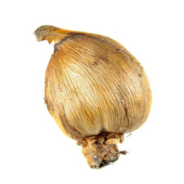 Soğanların Bizans beyaz arka plan üzerinde izole Glayöl (Glayöl byzantinus)