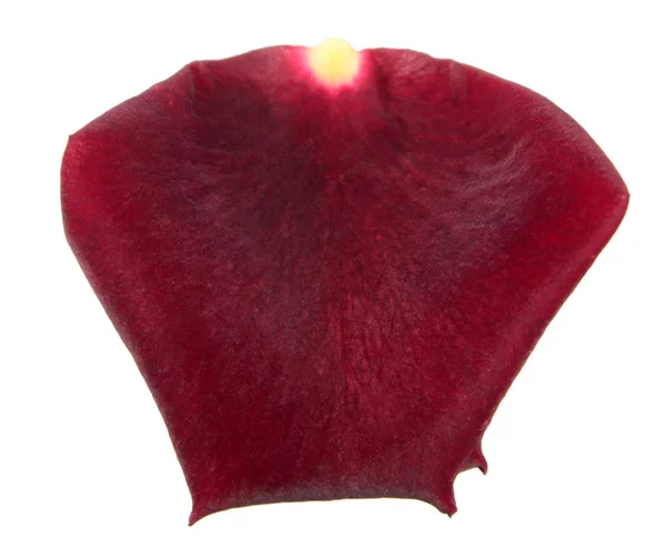 Pétalo de rosa rojo oscuro aislado sobre fondo blanco —  Fotos de Stock